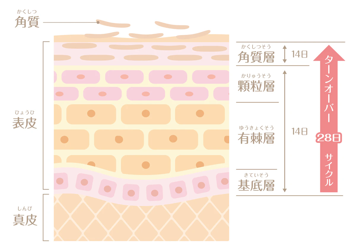 皮膚構造