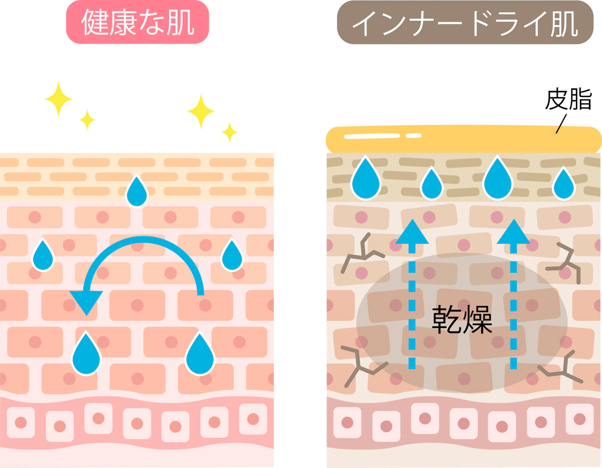 皮膚構造比較
