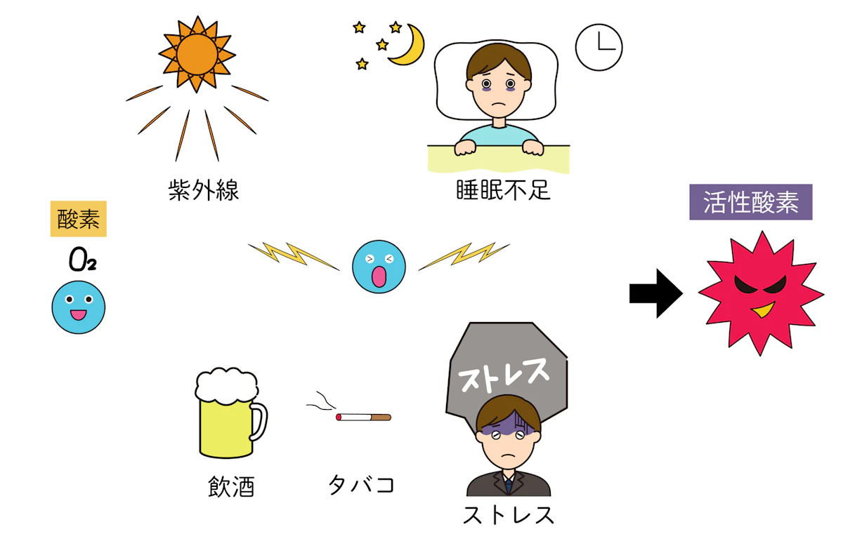 活性酸素との関係