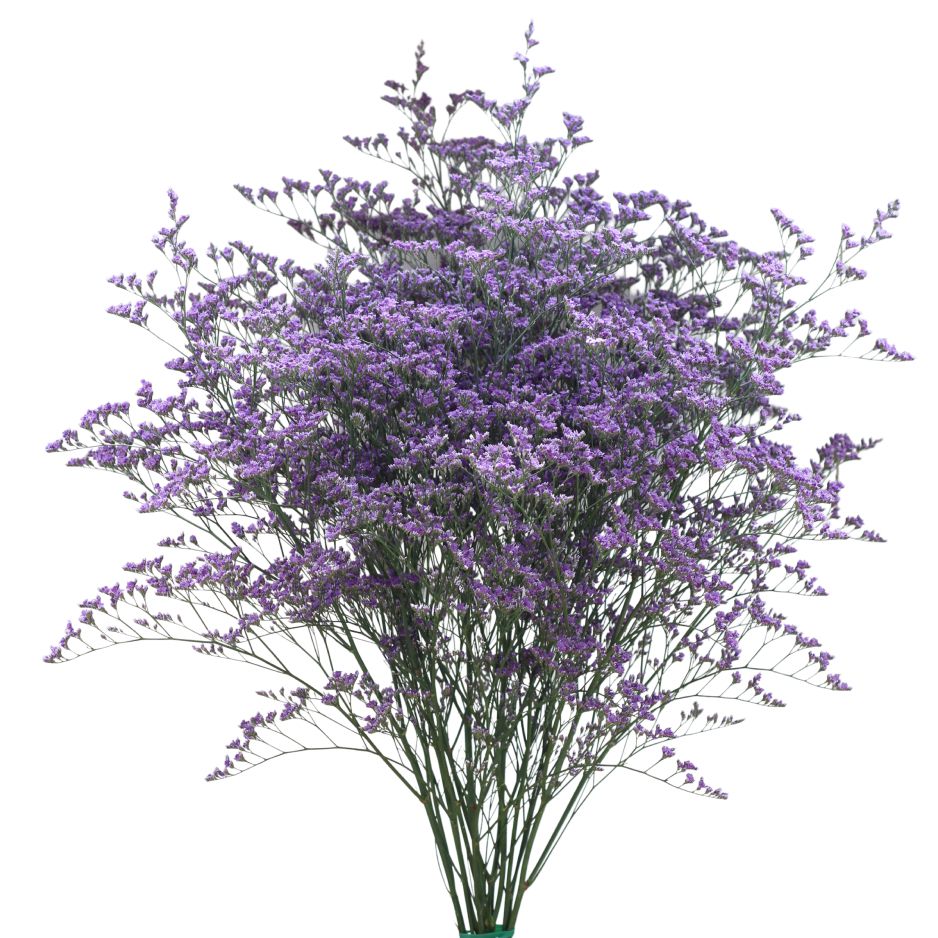 ブルーファンタジアマリン | 花き栽培のツボ | 福花園種苗株式会社
