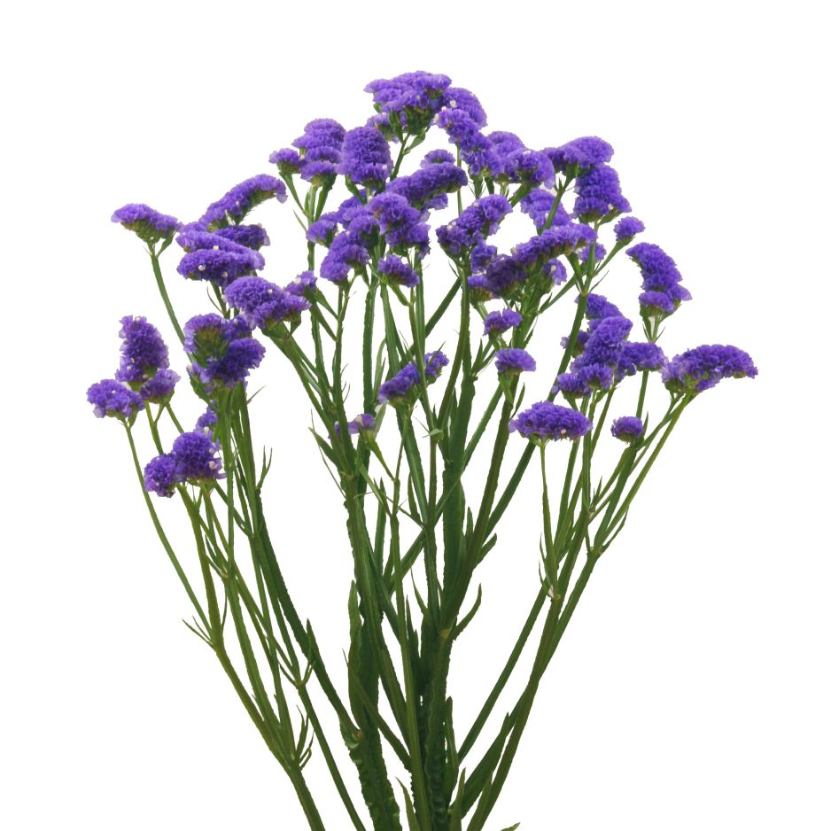 Cool Blue | Flowering Plants | Fukukaen Nursery & Bulb Co.,Ltd.