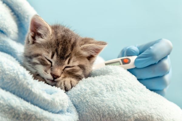 猫の注意したい病気とおすすめの補償内容