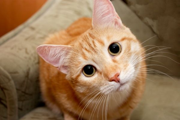 ペット保険を解約することのメリット・デメリットとは?
