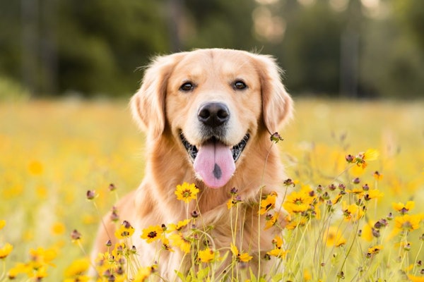 犬にペット保険は必要？おすすめの選び方や注意点を徹底解説