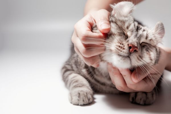 猫のペット保険の主な補償内容