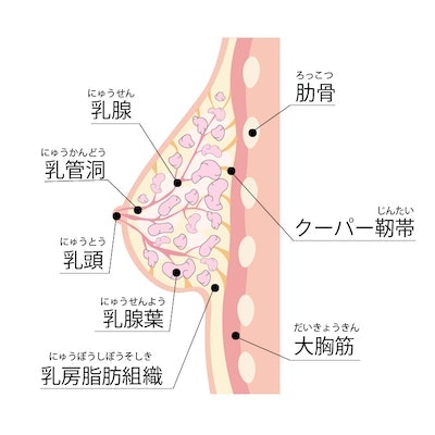 乳房の仕組み