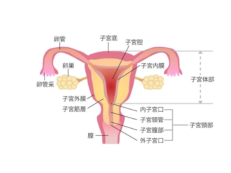 子宮と卵巣の仕組み