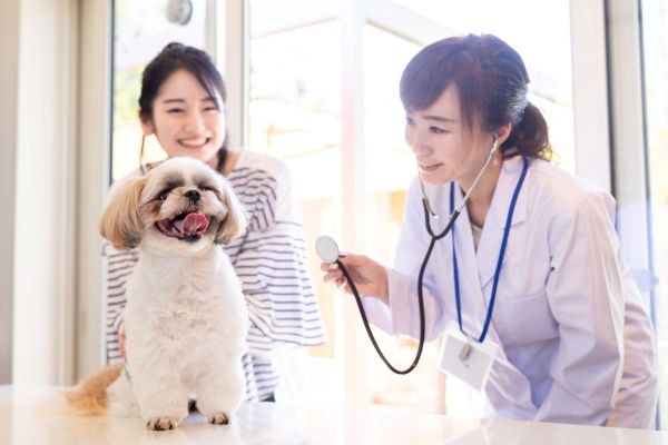 ペット保険の窓口精算とは？