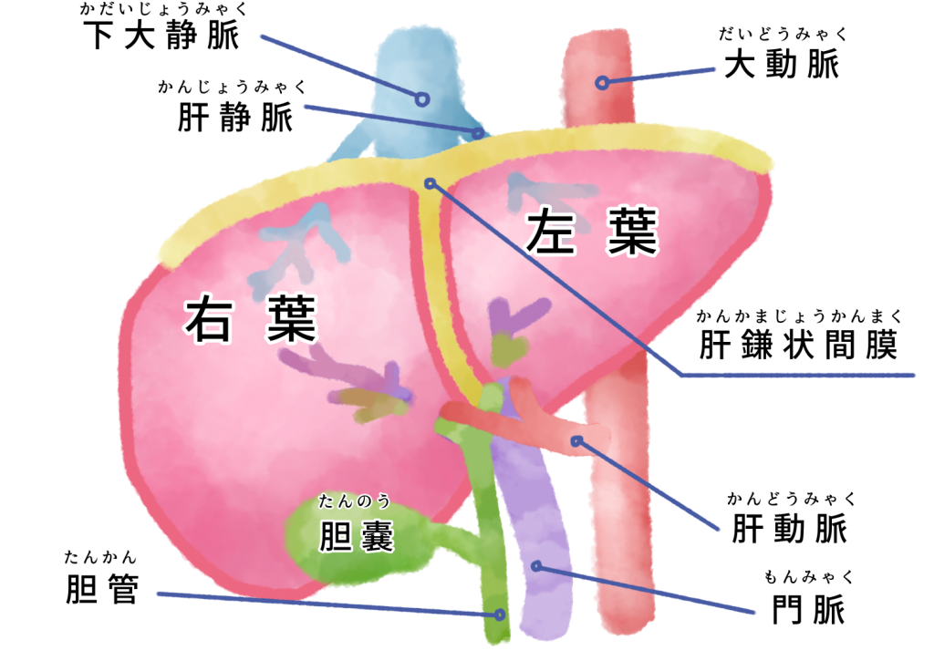 肝臓の仕組み