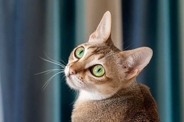 猫のためにペット保険は必要？おすすめの補償内容・選び方を解説 