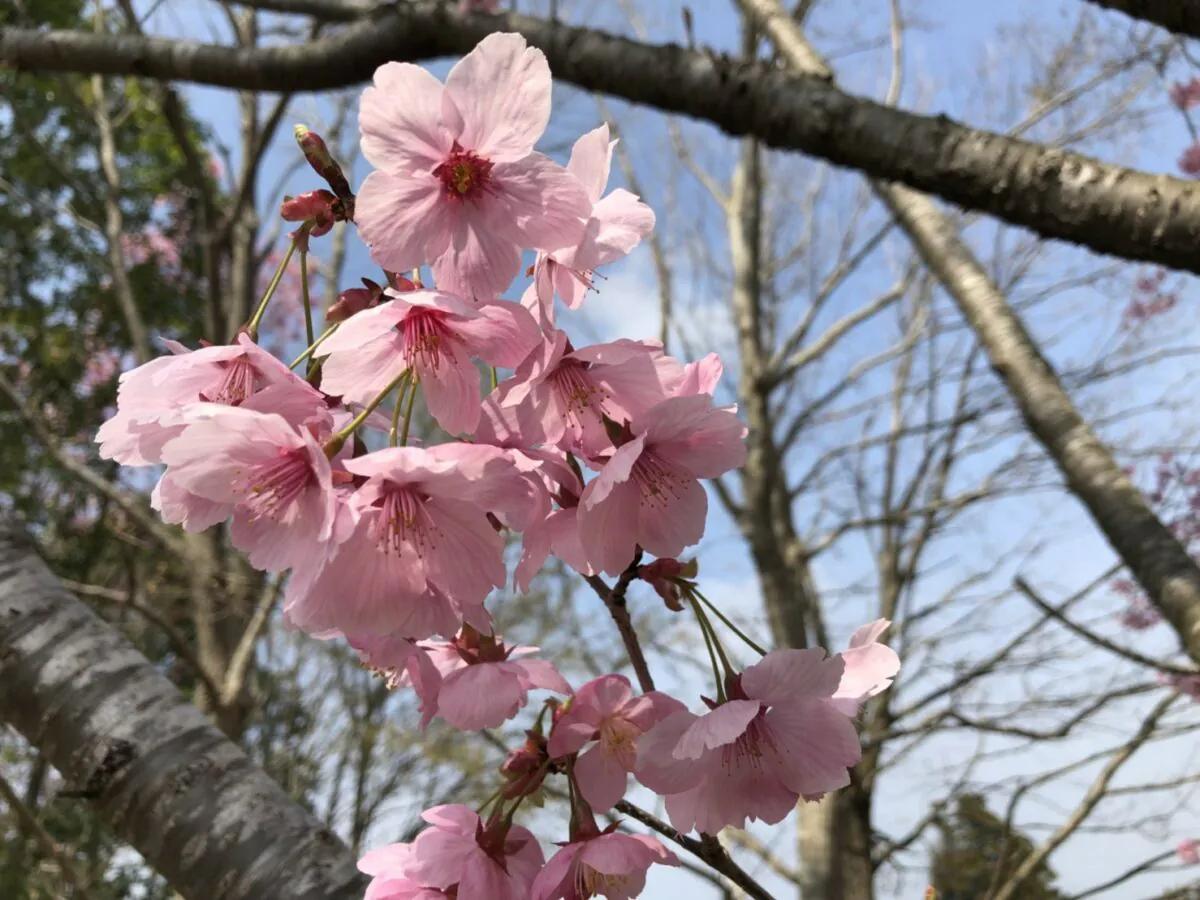 佐倉の桜?笑