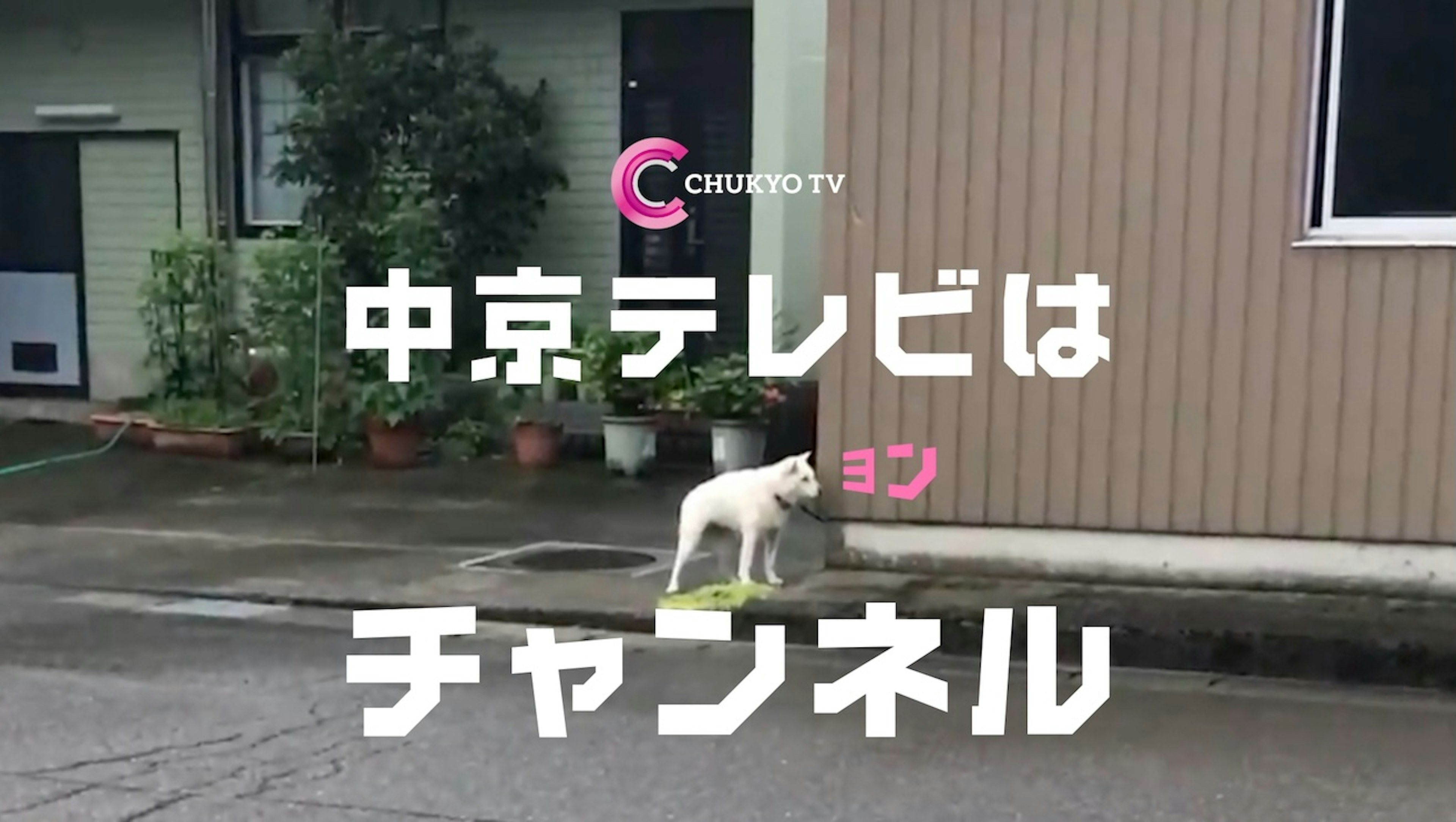 ヨンと鳴く犬