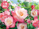 <span class="redV">【予告】</span>北九州洞海ばら会 春のばら展～カラフルなばら園で憩いのひとときを～
