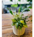 〈GREEN DAYS〉POPUP
