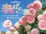 <span class="redV">【予告】</span>北九州洞海ばら会 春のばら展～カラフルなばら園で憩いのひとときを～