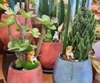 〈フラワ－ショップ Fio KOKURA〉ミニ観葉植物のご案内
