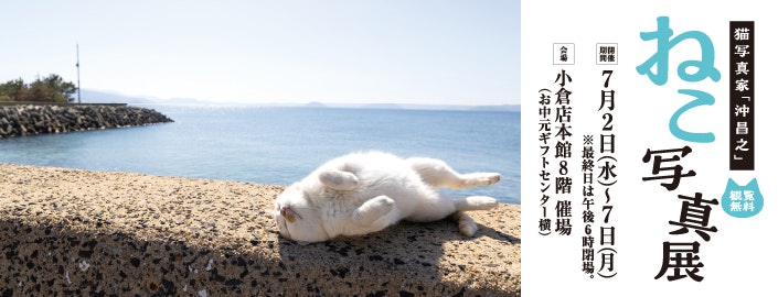 猫写真家「沖昌之」ねこ写真展