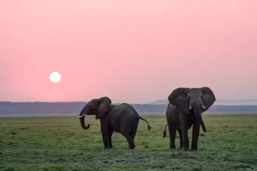 夕景のゾウさん