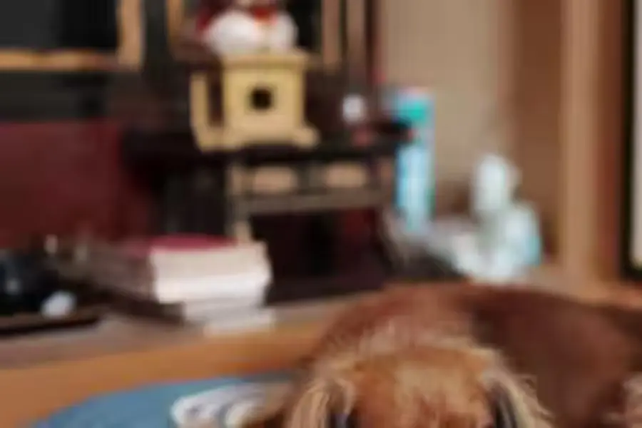 犬仏壇