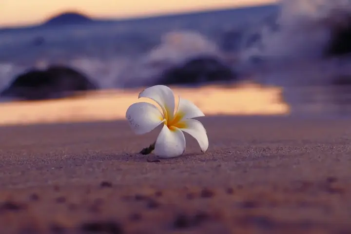 海と散骨～水天一碧のなかで～