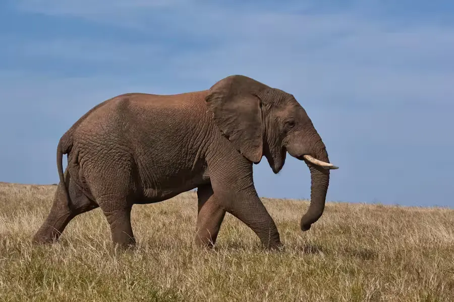 動物たちの死を悼む行動