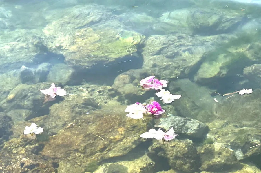 水面に浮かぶ花