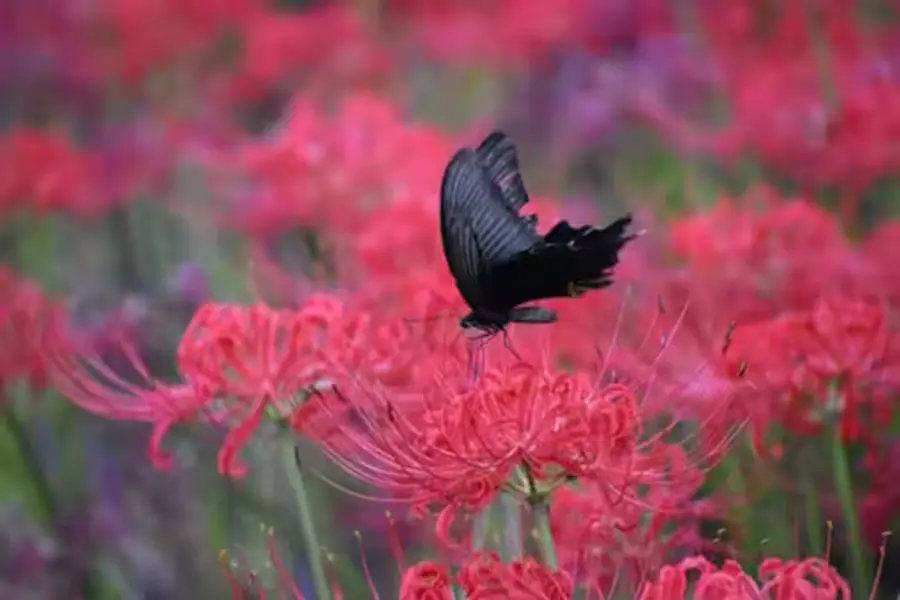 蝶と花