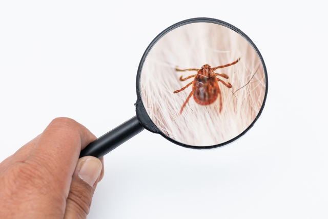 床は戦場だった。室内で数週間生き延びる侵略者のサバイバル術