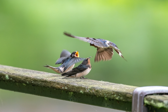 ツバメたちの密談と、動物たちが交わす秘密の「言語」