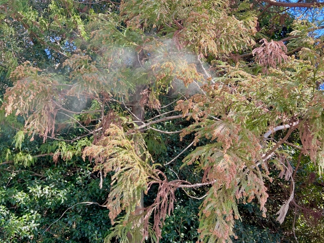 紅茶と鼻水と金属片 〜PM2.5に潜むアレルギー増悪の黒幕〜