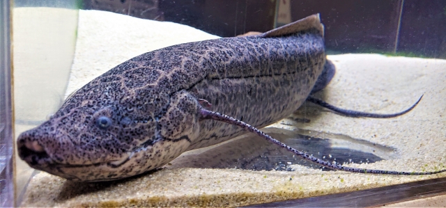 魚が歩いた日、僕らは進化の残像を見た