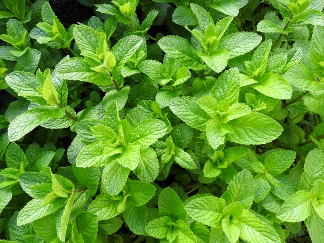 隠れた抗炎症効果？身近なスパイスが拓く「699倍」の未来