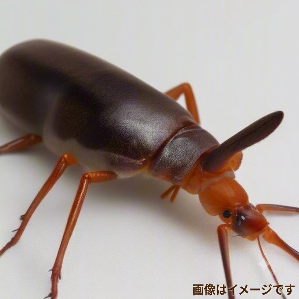 【新種の甲虫「Luffy」が進化の謎を解く？】｜分類学の海で見つけた偉大なるゴムゴム