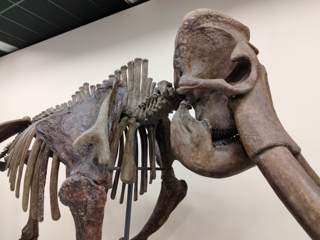 180万年前の晩餐会？古代ゾウの解体跡が語る、人類の夜明け