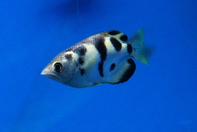 丸呑みされても生還せよ！魚の口内で暴れる「サムライ・ビートル」の生存戦略