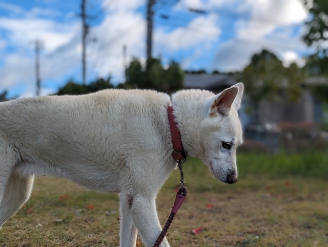 犬の歩幅は口ほどにものを言う？相棒の沈黙に隠されたサインを観測する