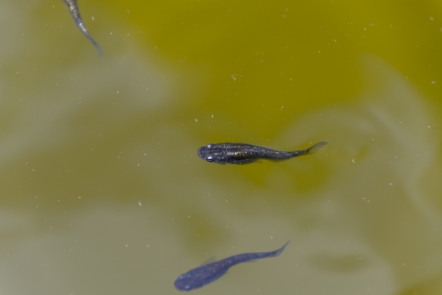 たった一匹の「恋」が湖を支配する時