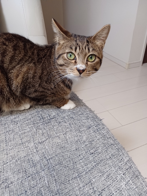 猫たちの平和を脅かす影？鳥インフルエンザと僕らの足元