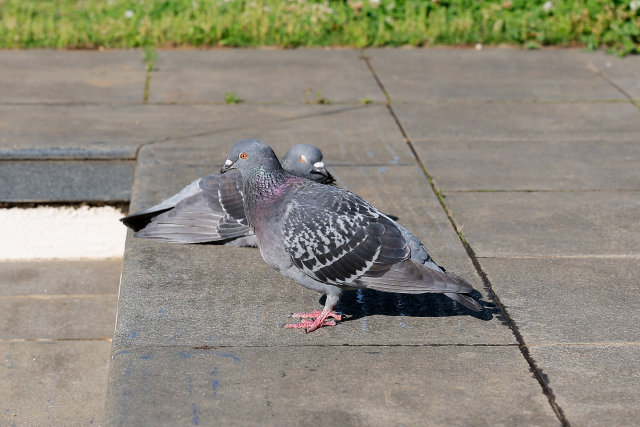 鳩と人間の関係は、あなたが思うよりずっと古い