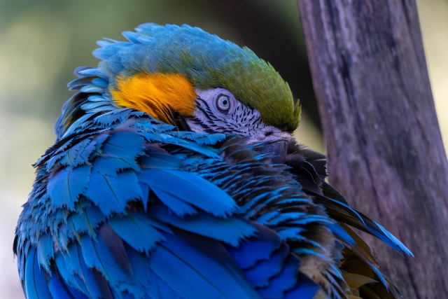 アンデスを越えた、奇跡の色彩