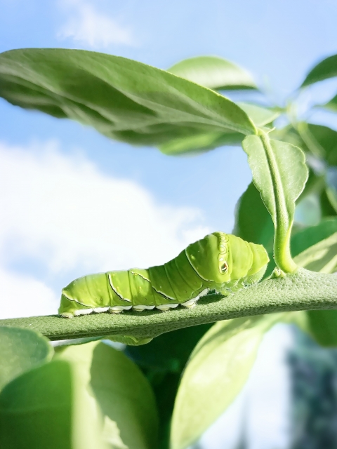 偏食家イモムシの生存戦略、温暖化と植物の多様性が織りなす「食卓」の謎