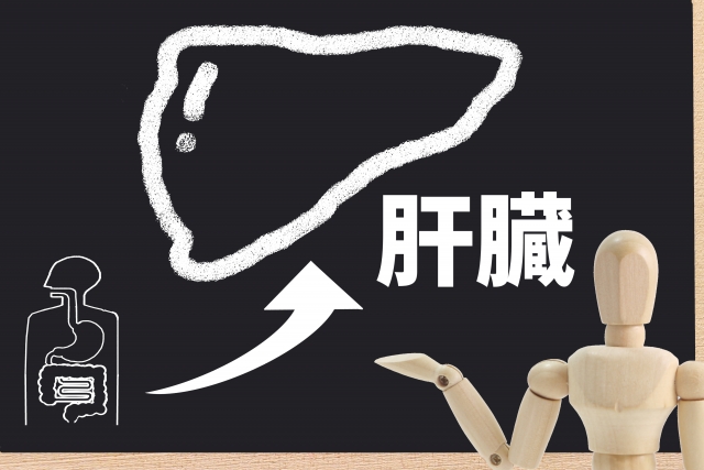 【脂肪肝は腸内細菌が鍵なのか？】｜脂肪肝と腸内細菌のワルツ、トレッドミルの上で見る夢