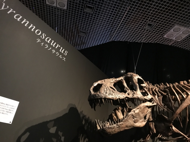 7400万年前の巨大な足跡、進化の謎を解き明かす