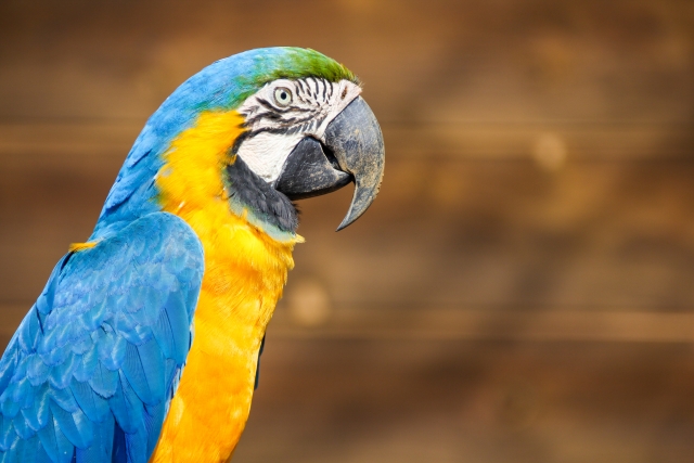 オウムは「名前」を理解しているか？動物園で始まった、言葉と知能の境界線
