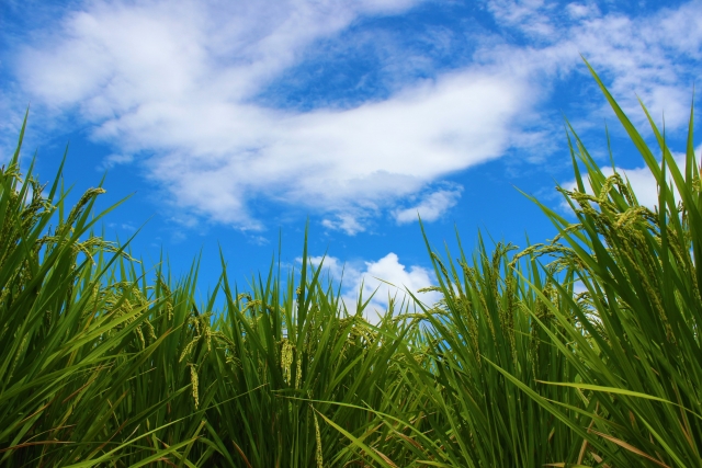 デジタルな胃袋は、誰が満たすのか？