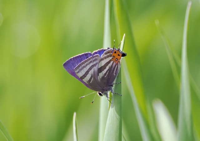 外来植物を食べた蝶は、恋のシグナルを見失うらしい