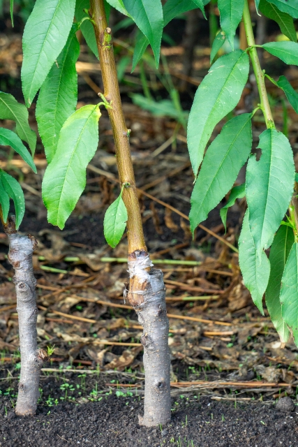 切り刻まれた植物は、なぜ蘇るのか？接ぎ木苗に隠された「細胞リセットボタン」の謎