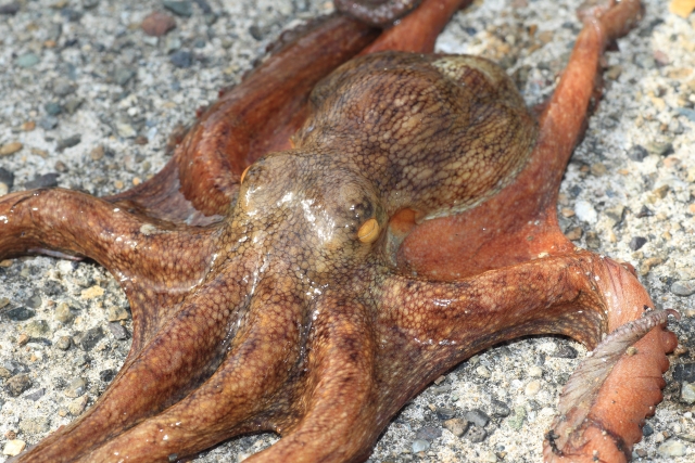 白亜紀の覇者と金曜日のタコパ。アジ釣りの外道が教えてくれたこと