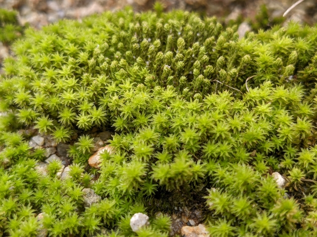 苔の秘密、凍土の恵み ～温暖化に潜む生命の糸～