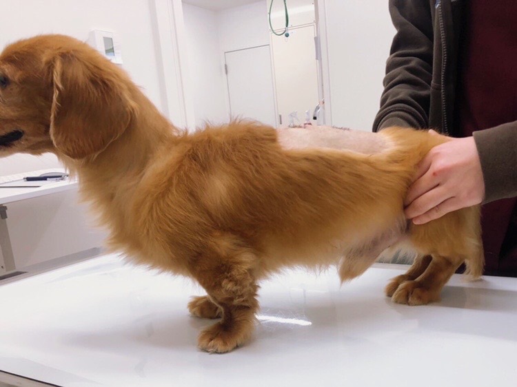 動物の理学リハビリテーション｜ルカどうぶつ二次診療クリニック